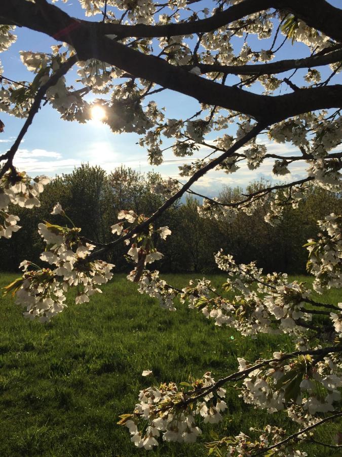 Happy Hill - Appartamento Quercia - Natura E Relax Santa Maria Rocca 外观 照片